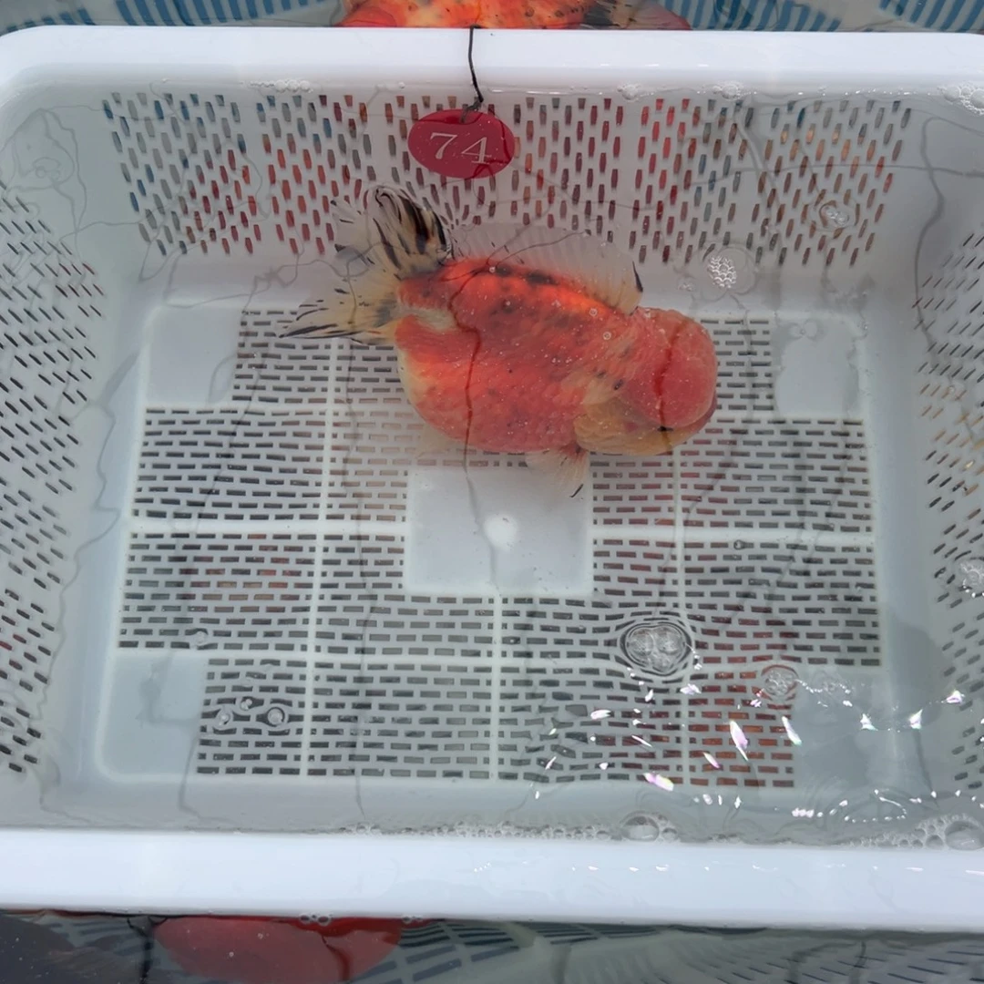 开***哥金鱼你好吗你好吗你好吗你好