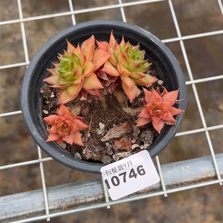 阿雅园艺。        746