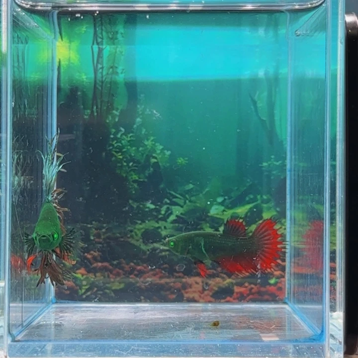 斗鱼就是这么一群男人