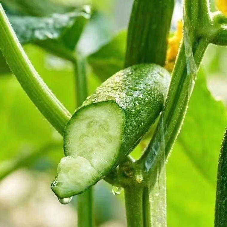 保鲜保脆水果小黄瓜荷兰生吃批发新鲜山东小青瓜黄瓜新鲜孕妇水果