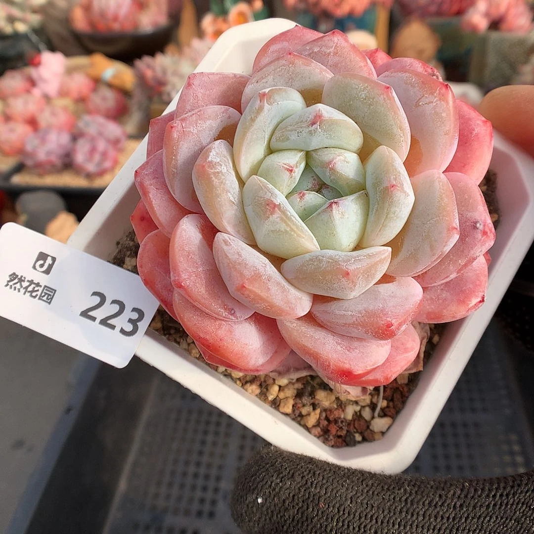 伍**C223糖心666666多肉