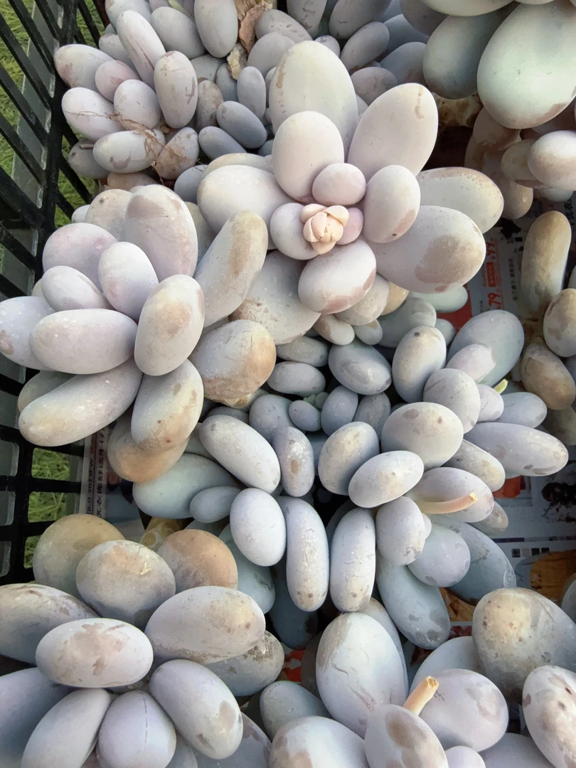 120#妖桩原始奶酪无砍（12-16cm）脱土