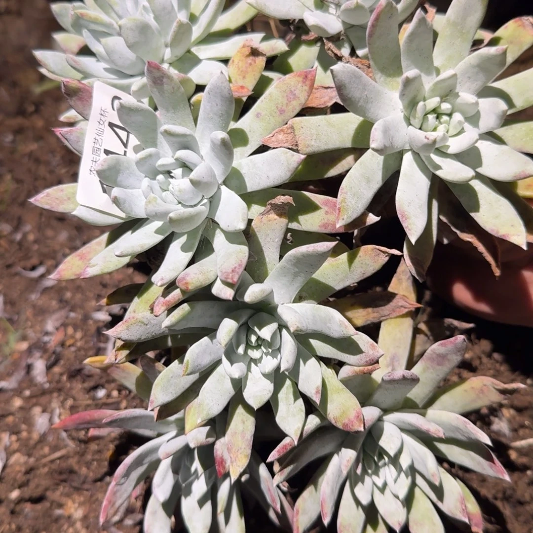 阿金尼仙女杯多破欧处理瑕疵