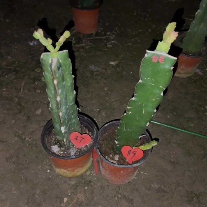 *****当前无花栽培后可以开花红羽毛37  白羽毛119