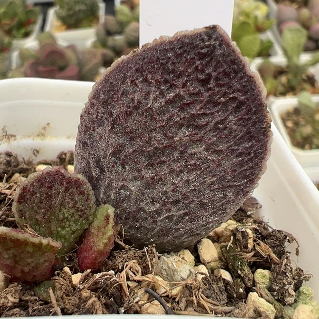 红色系实生新品大苗多肉植物水泡