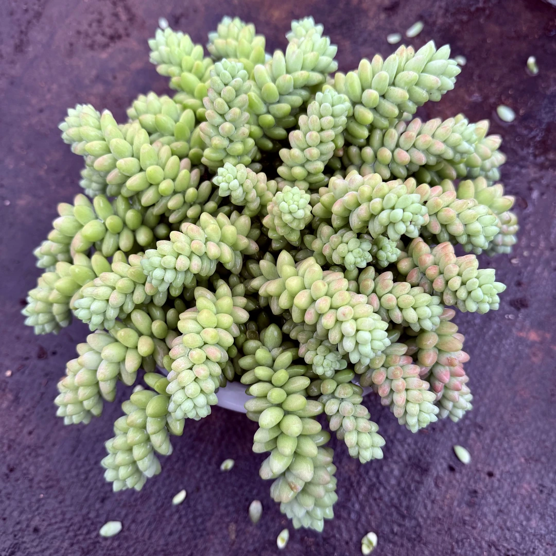 超大盆彩虹玉坠带盆带土发精品多肉植物新手好养阳台绿植净化空气