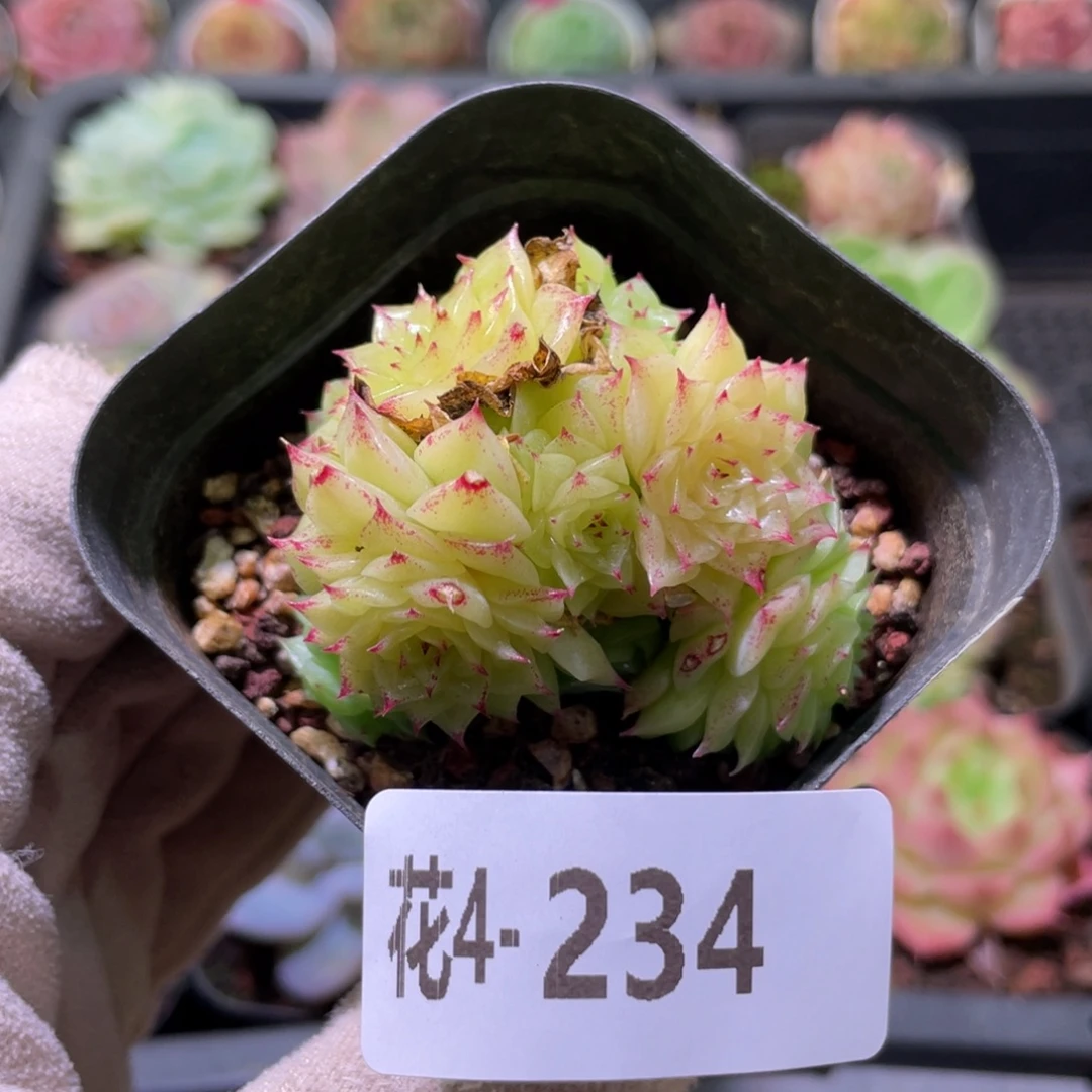 花利美4-234麦秆群
