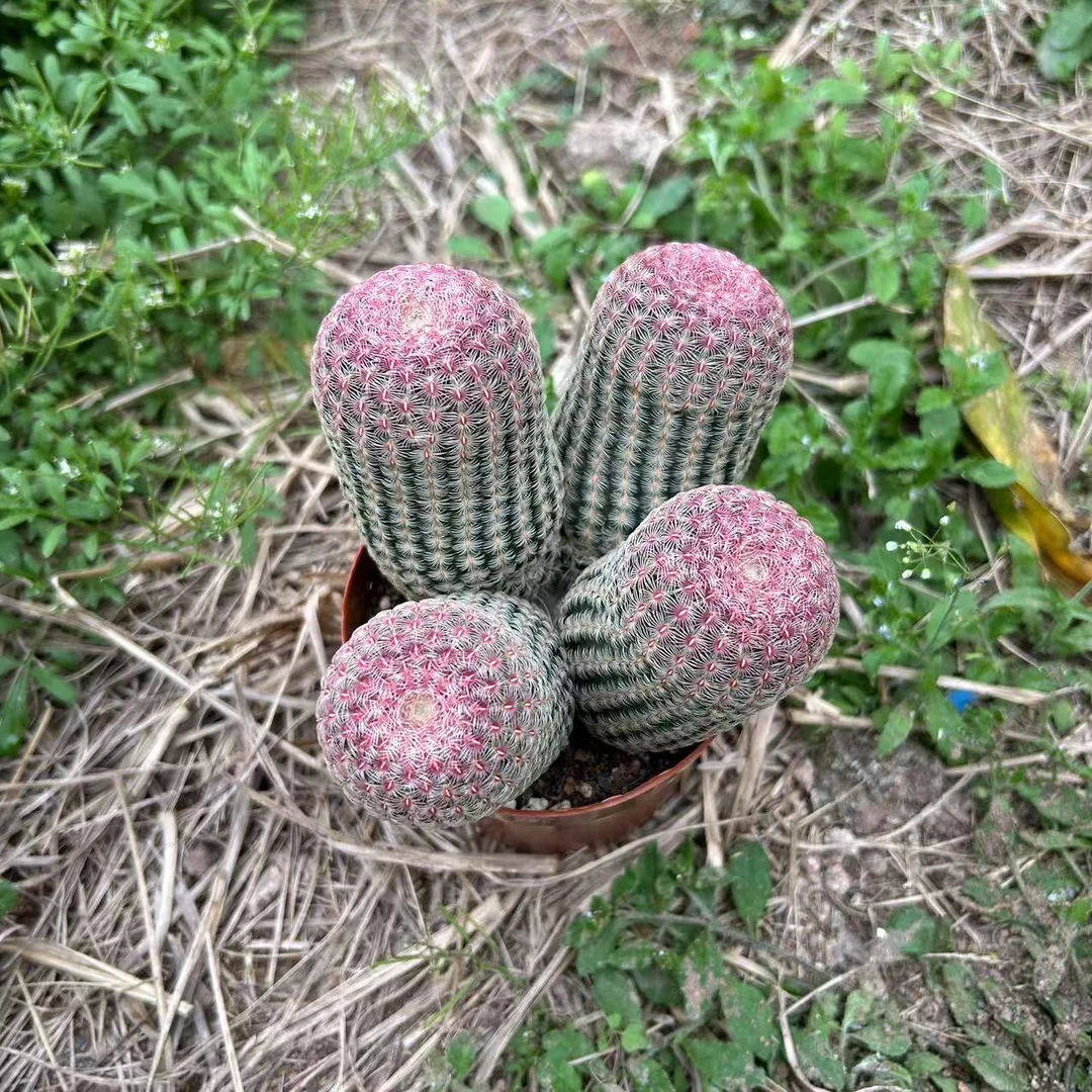 【四头红太阳】仙人球绿植盆栽