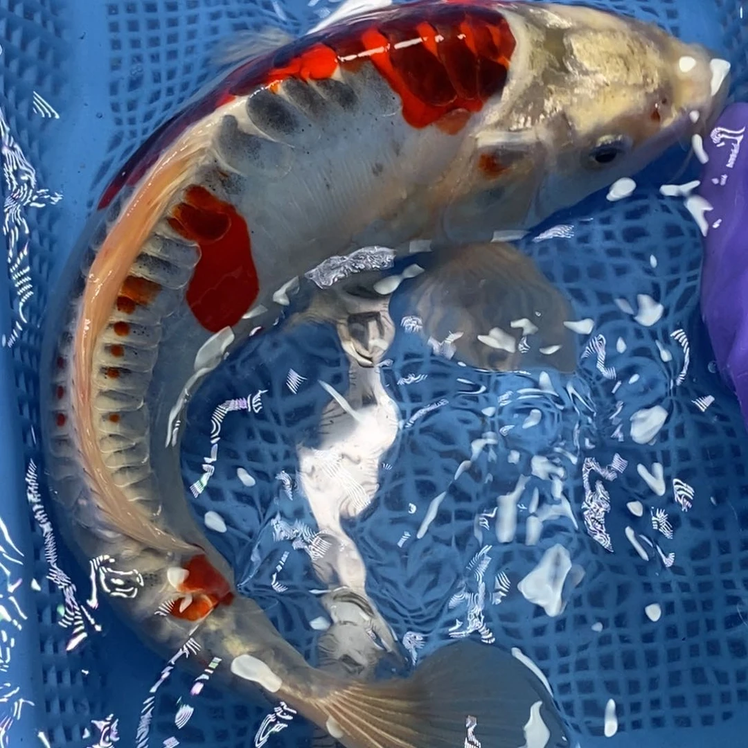 锦鲤冷水锦鲤包邮