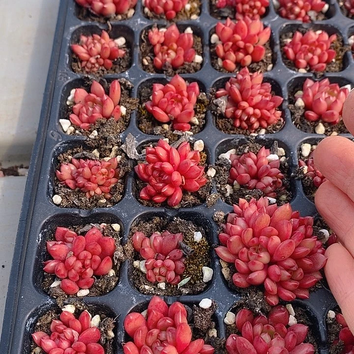 181 多肉植物盆栽花卉植物