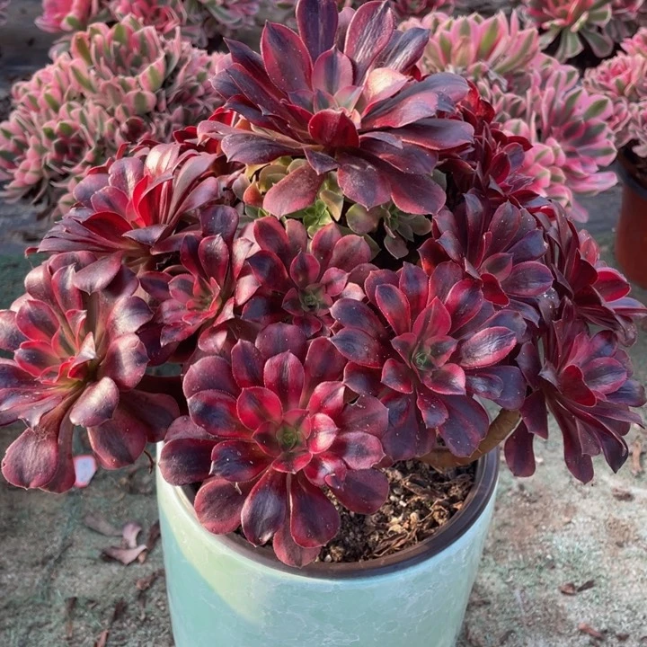 853美杜莎精品法师多肉