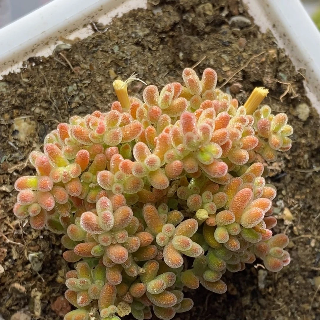 冰晶杂枝干番杏A549