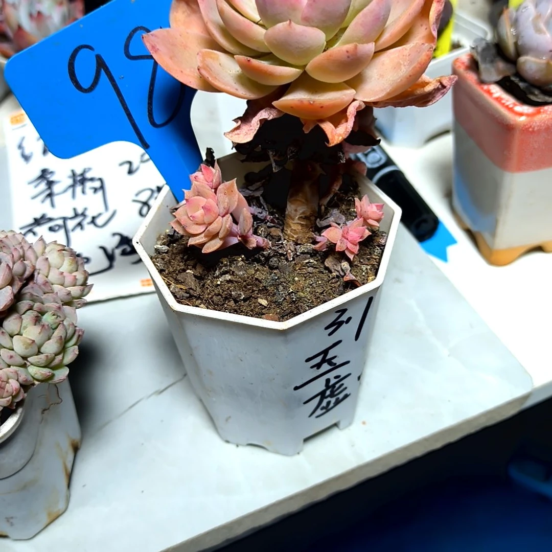 满9元包邮，98号玉虚宫杂交