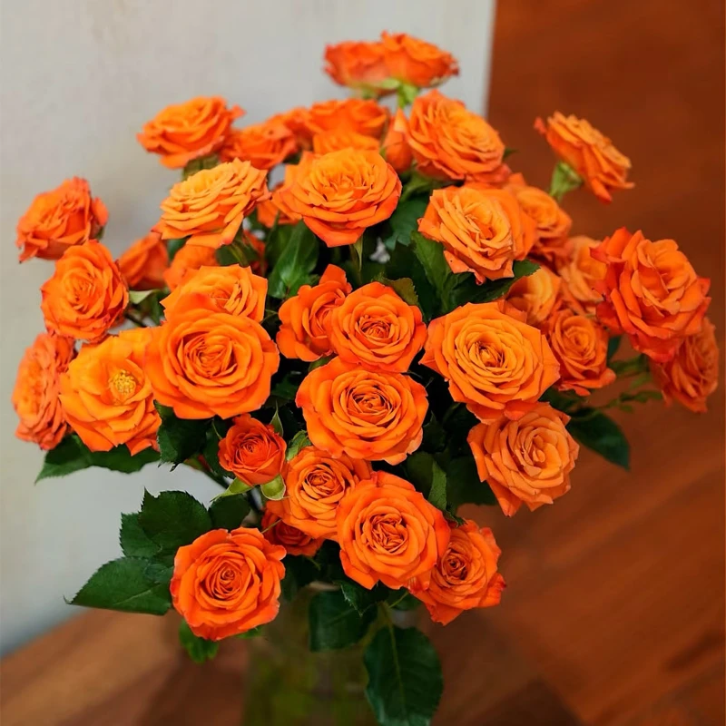 【橙色芭比】多头玫瑰新鲜鲜花花束云南鲜花基地直发客厅装饰水养花