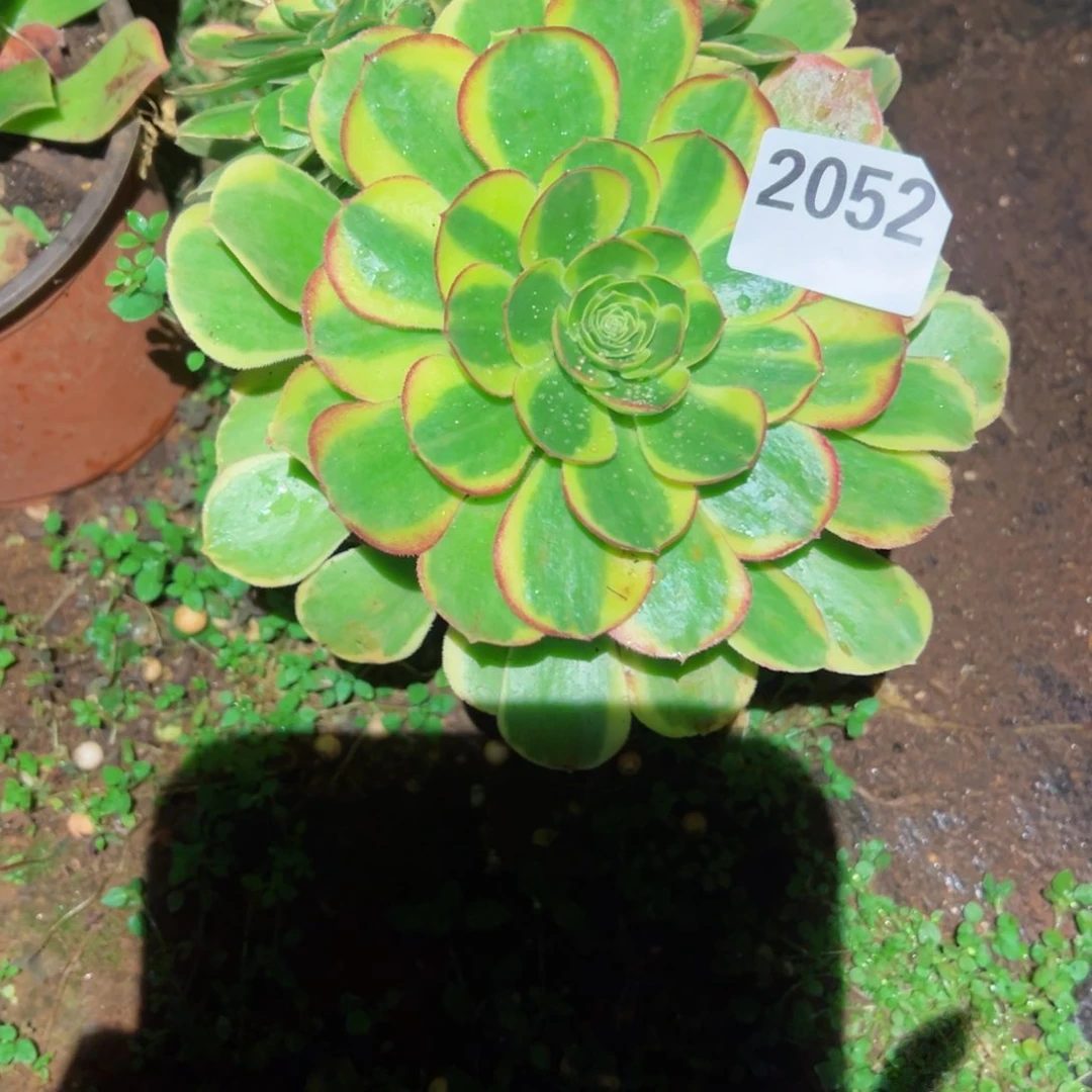 2052 号多肉植物法师新年福利