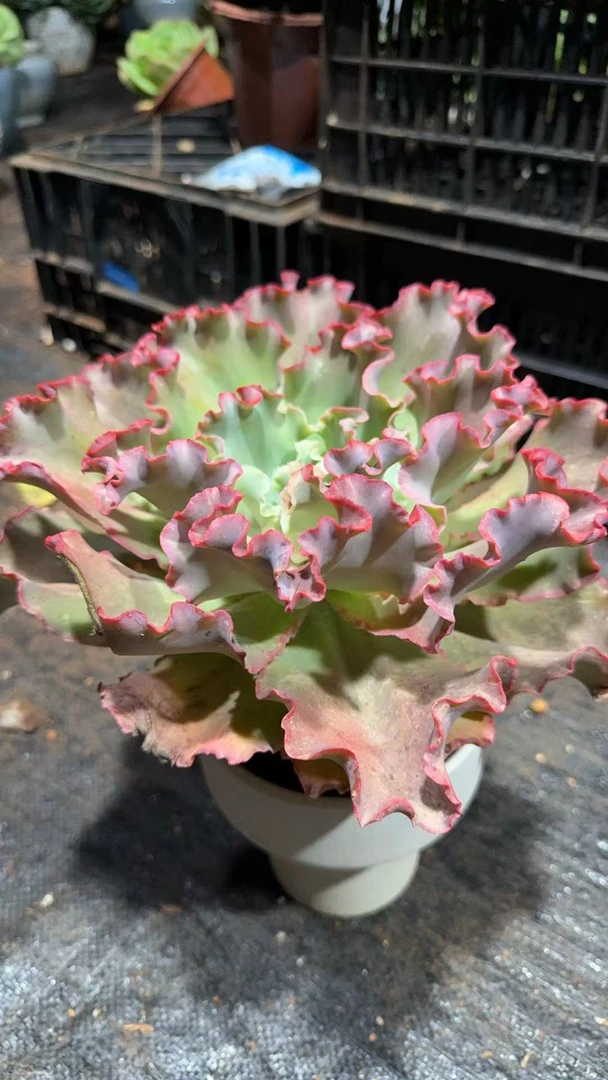 精品多肉植物   高砂之翁