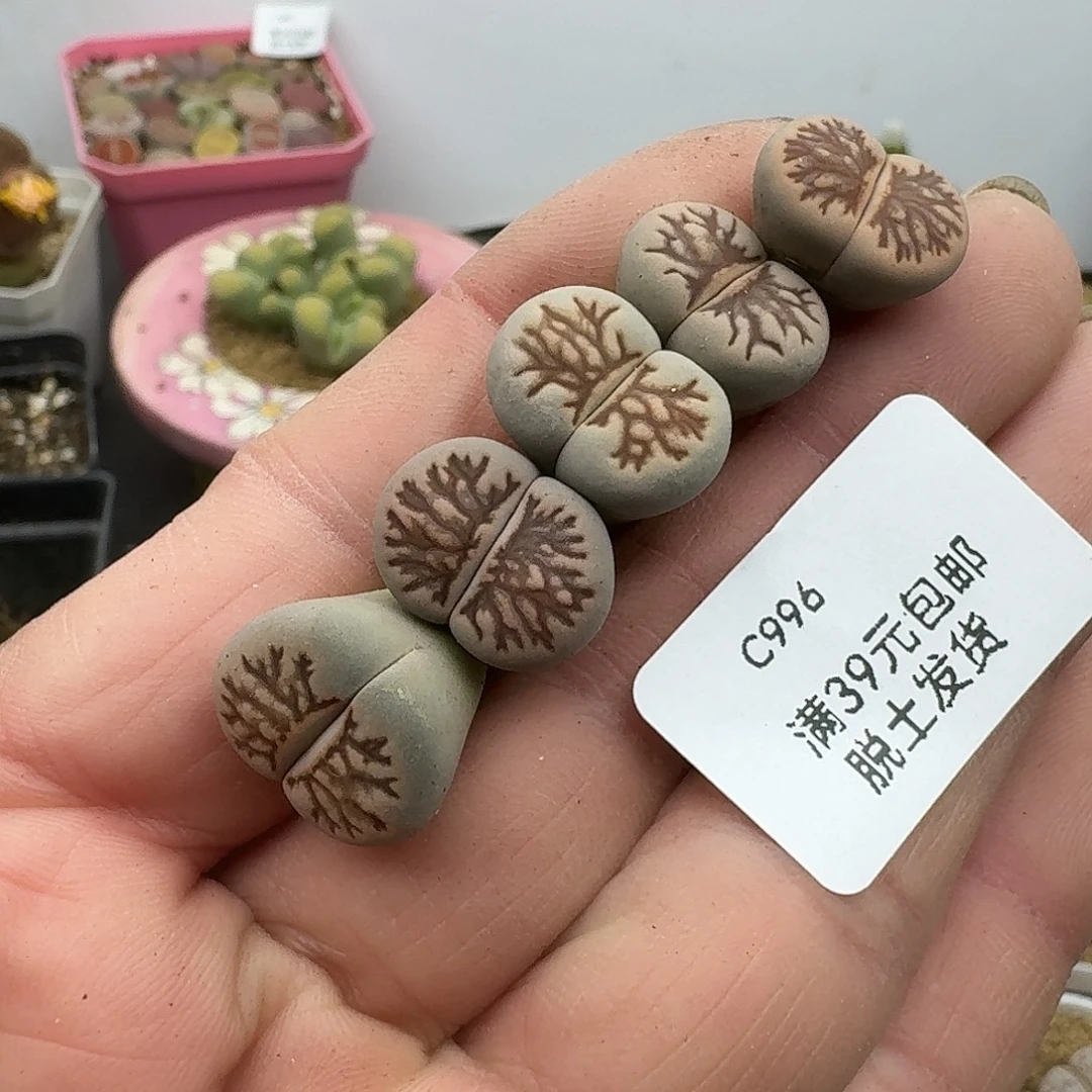 996哈哈哈哈哈哈哈哈