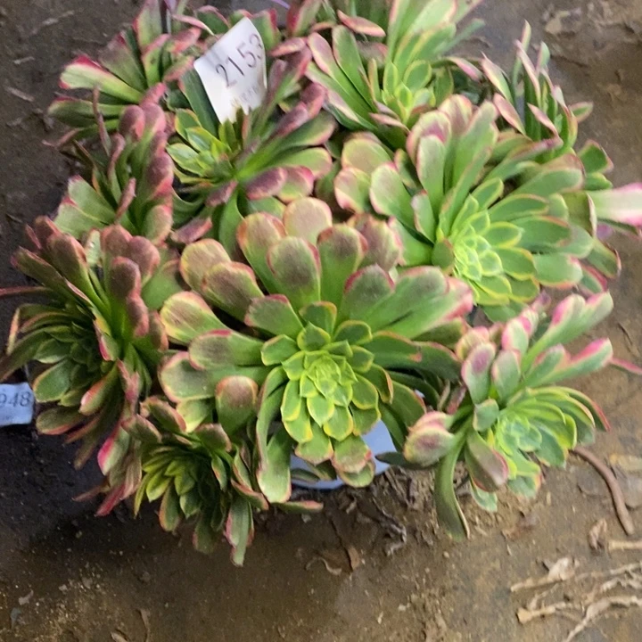 朝霞多肉断头不包2153