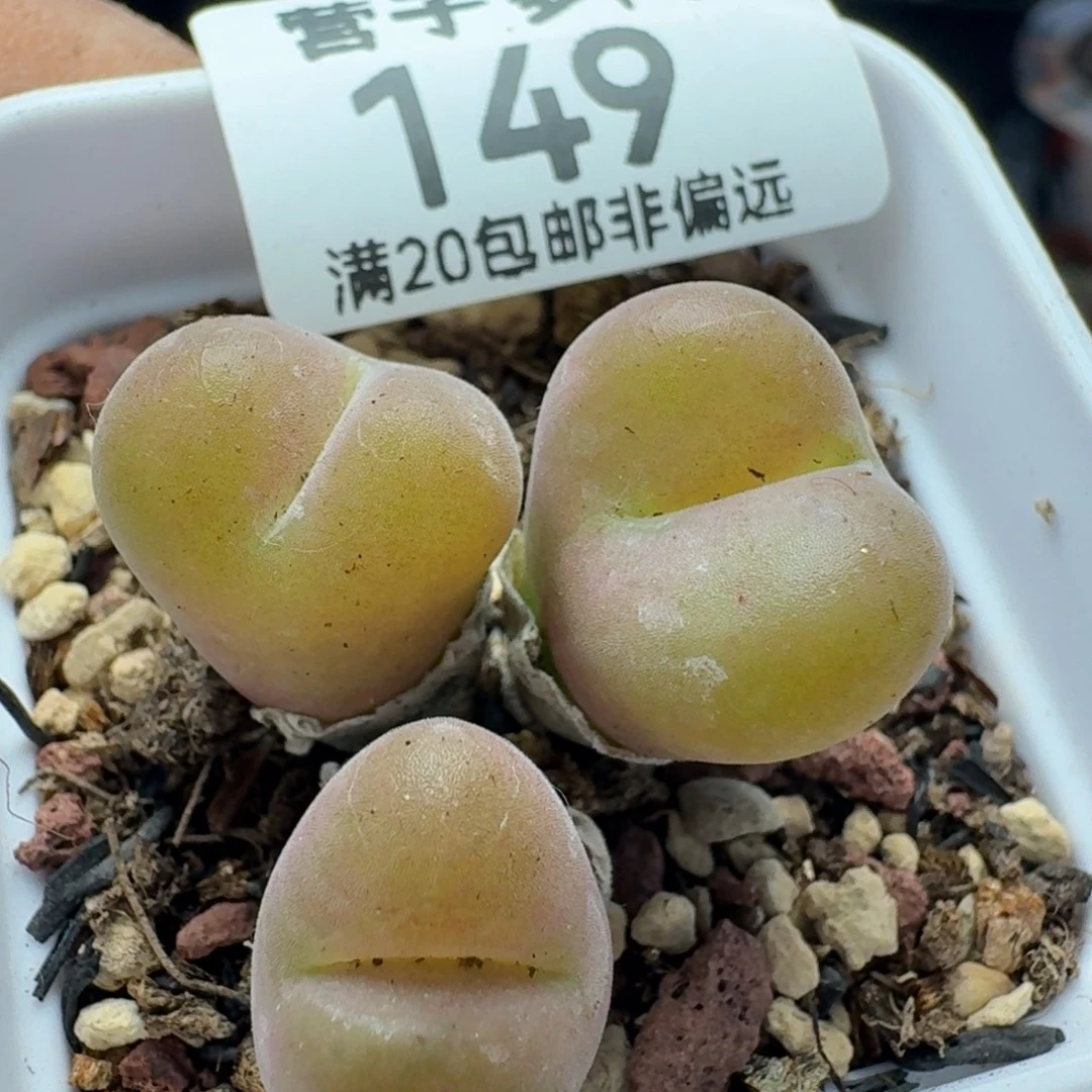 空卡3头。