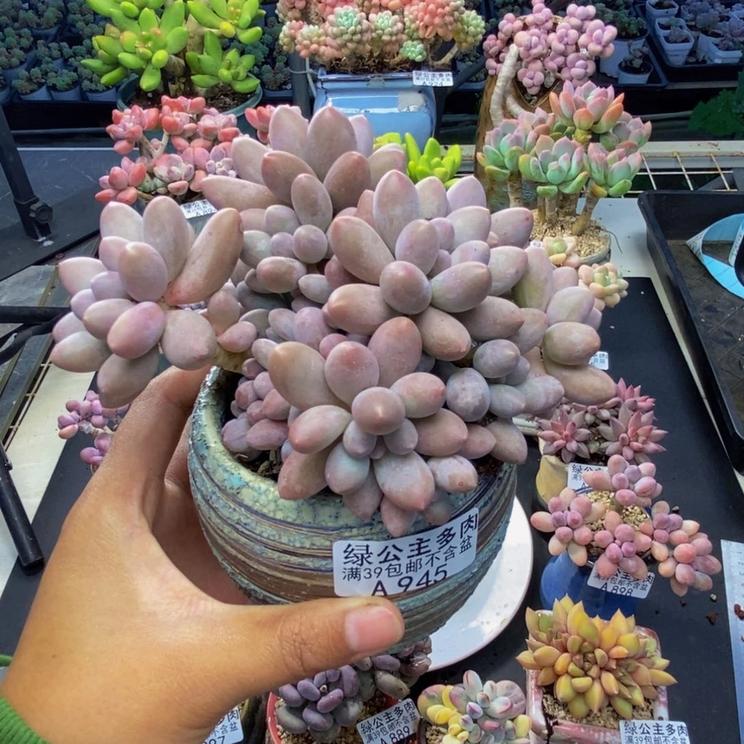 945丸叶汤圆多肉9c m