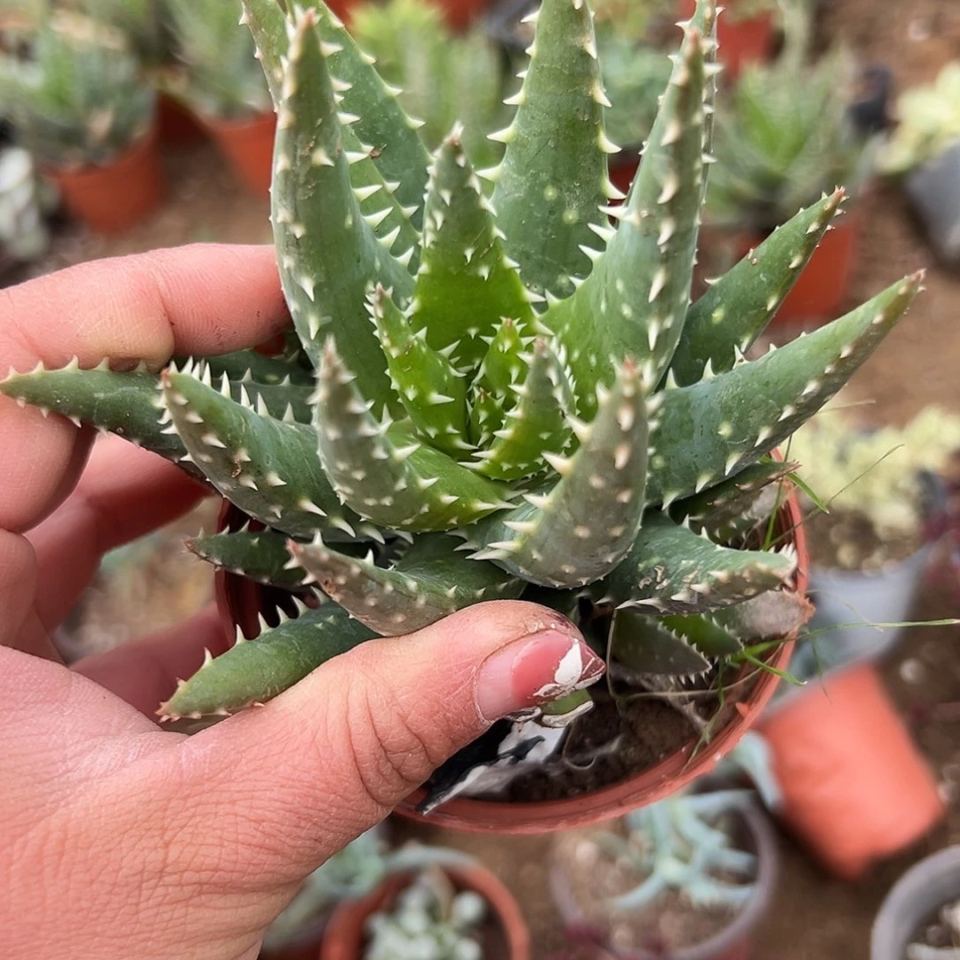 多肉植物短叶姬龙山