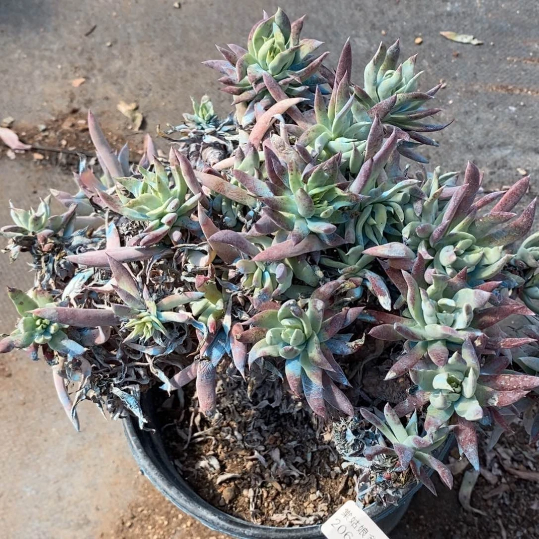 172号奴婢吉瑕疵瑕疵