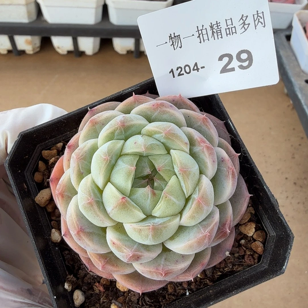 1204-29一物一拍多肉