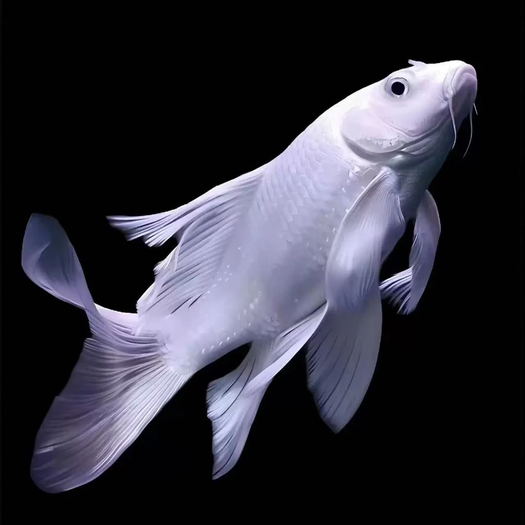 8-12贵妃普身白精品蝴蝶鲤观赏鱼自家渔场好养耐活