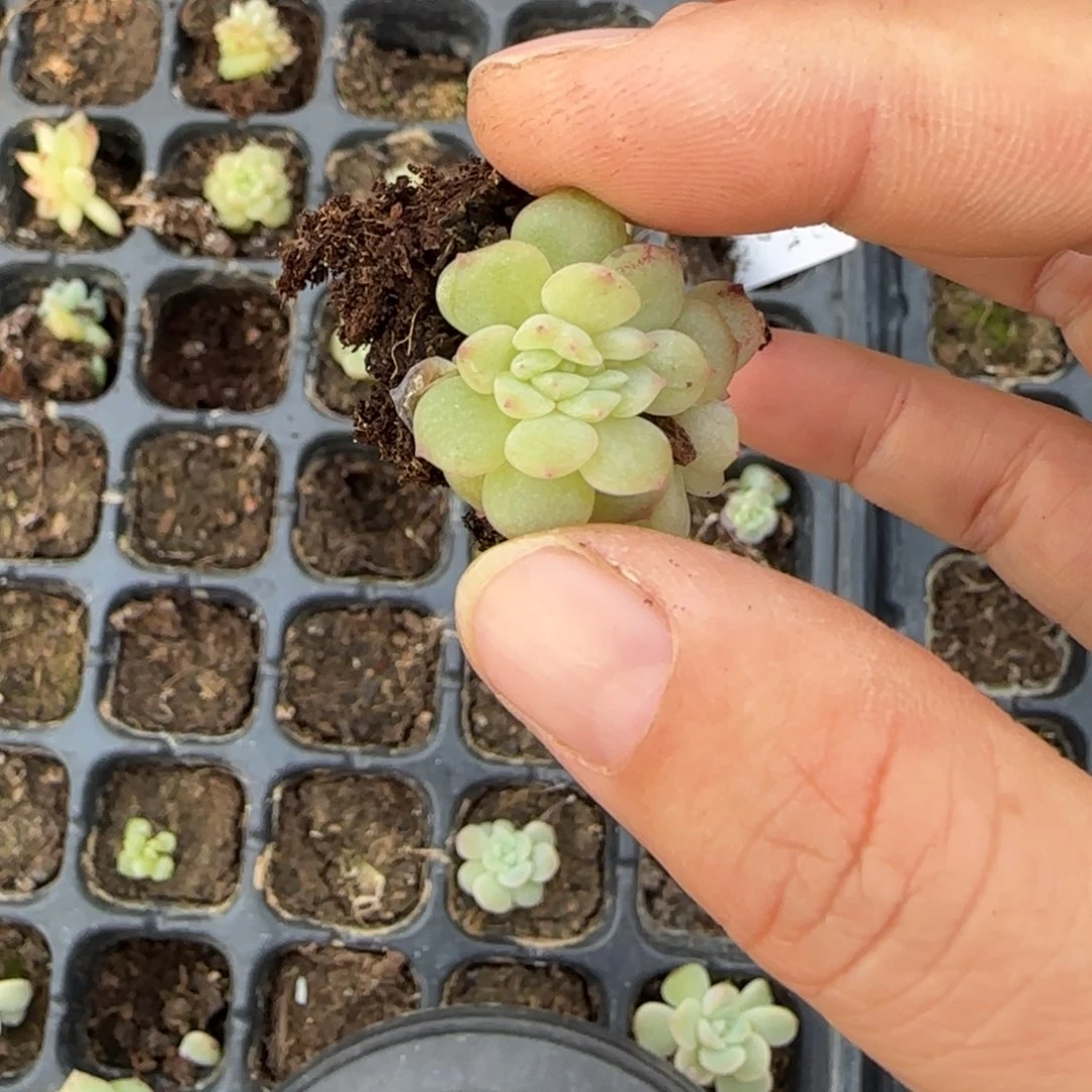 *****瑶兔穴一个满25包邮