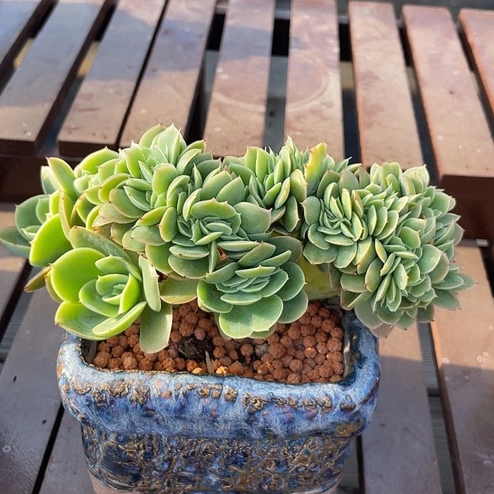 星娜塔缀化多肉植物