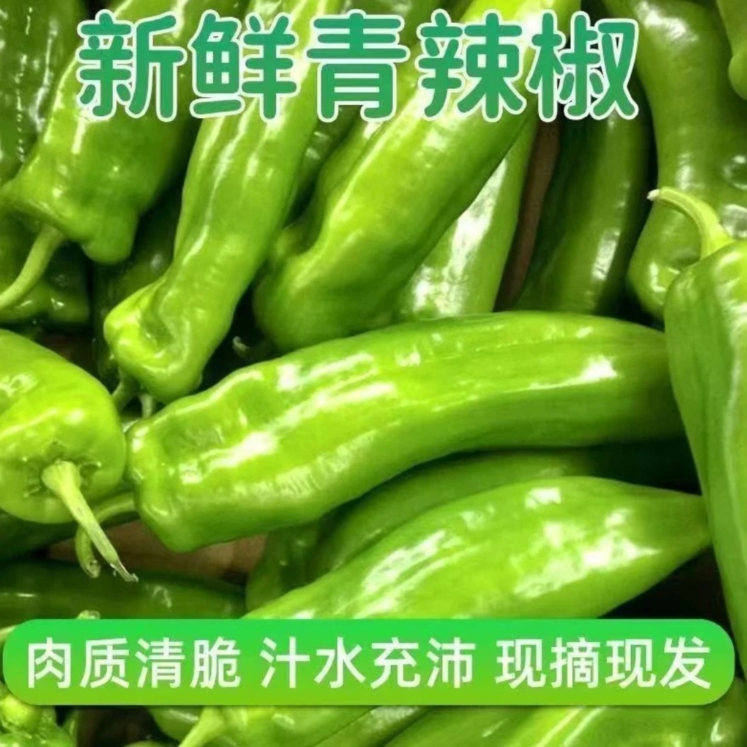 苏北薄皮青椒新鲜不辣应季时令蔬菜农家自种1斤