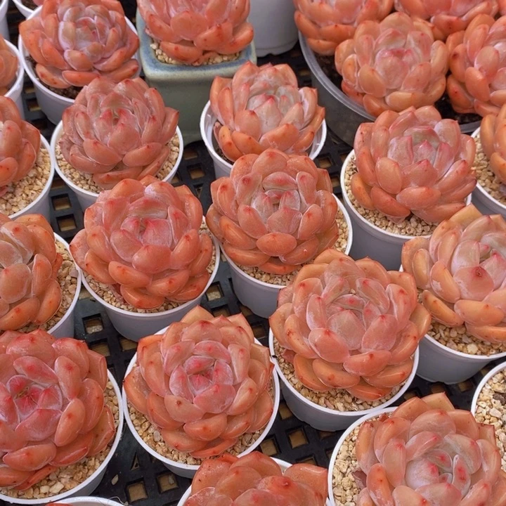 量拍66号 果冻韩版仙女橙单头5个