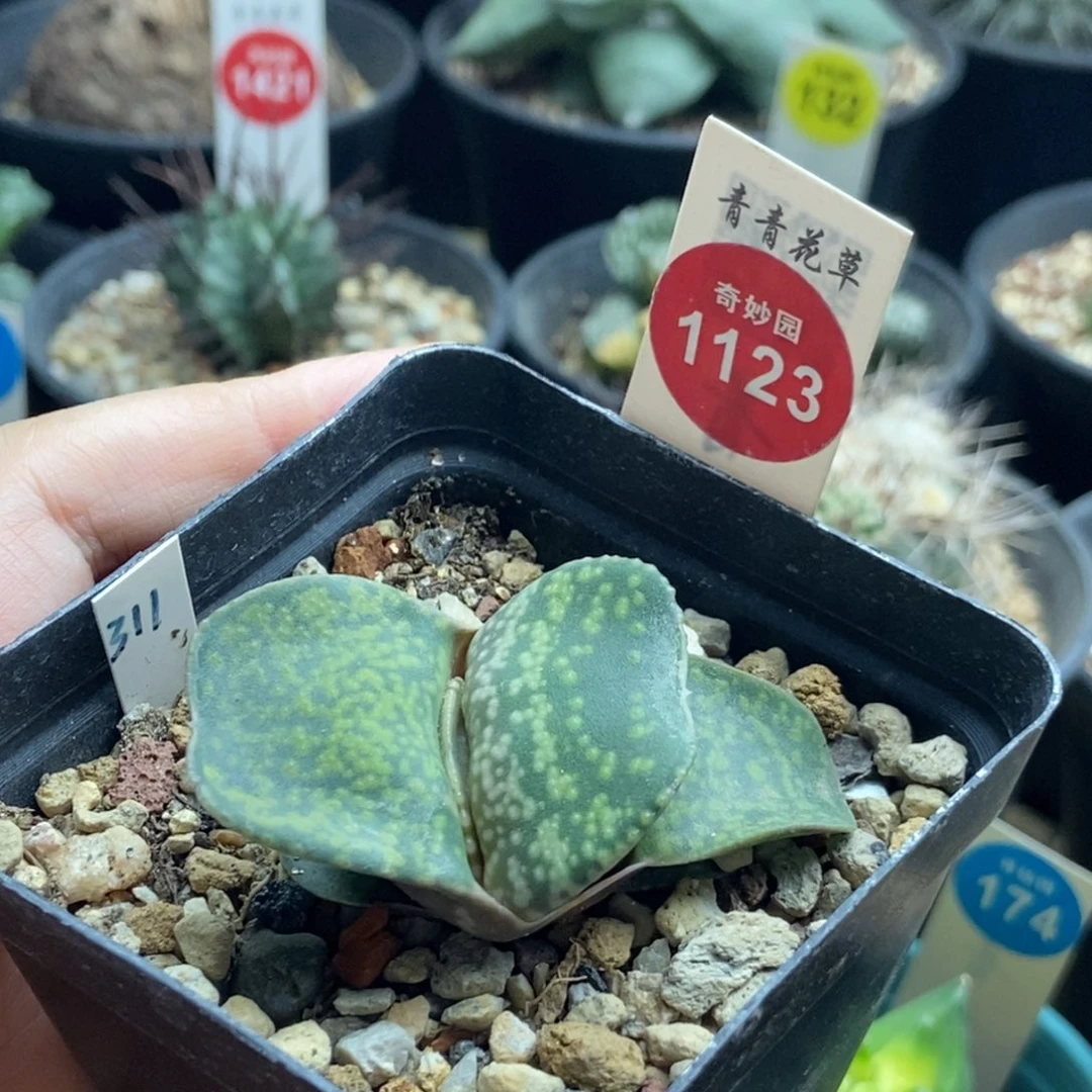 霸王恐龙卧牛一棵仙人球