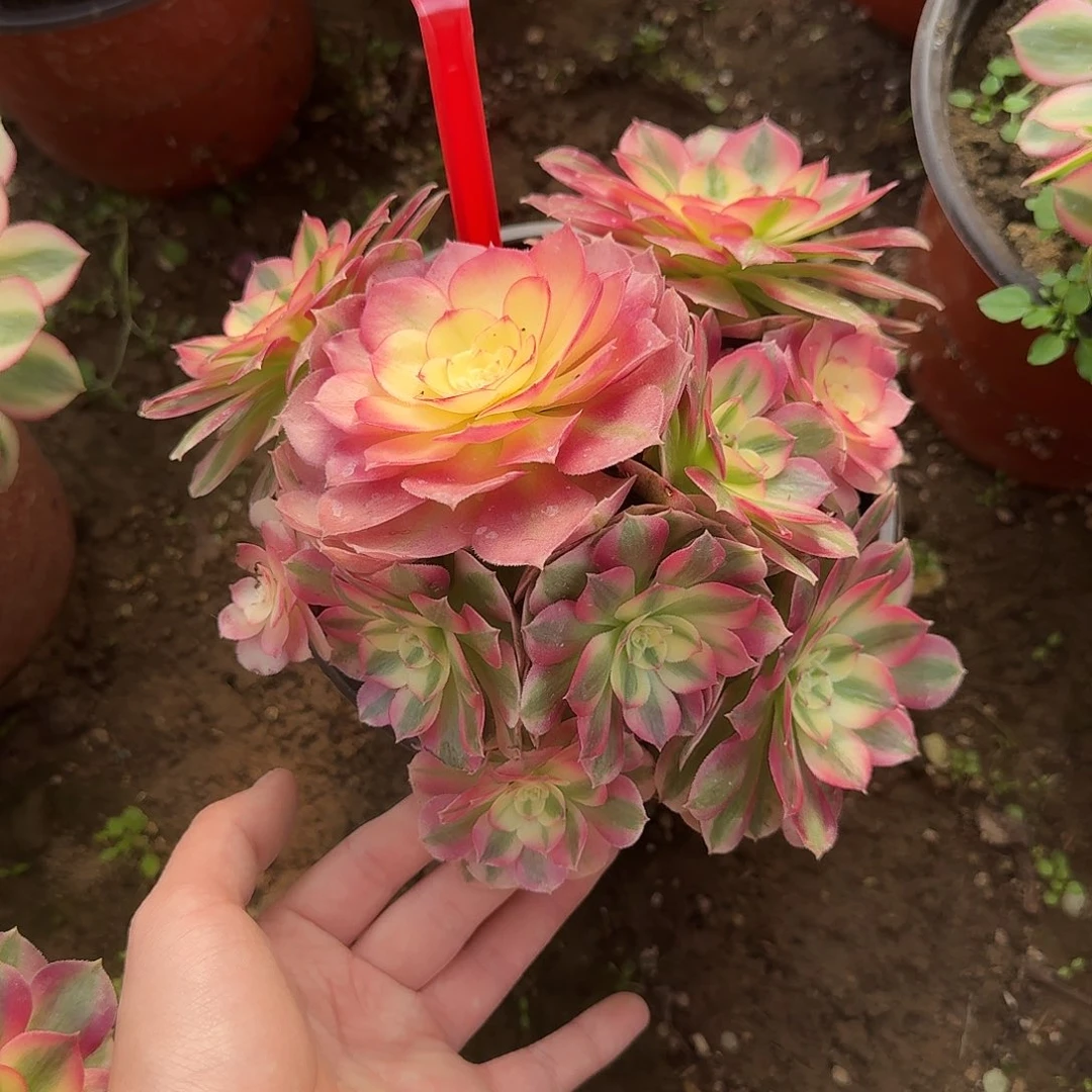 4520倾城多肉法师