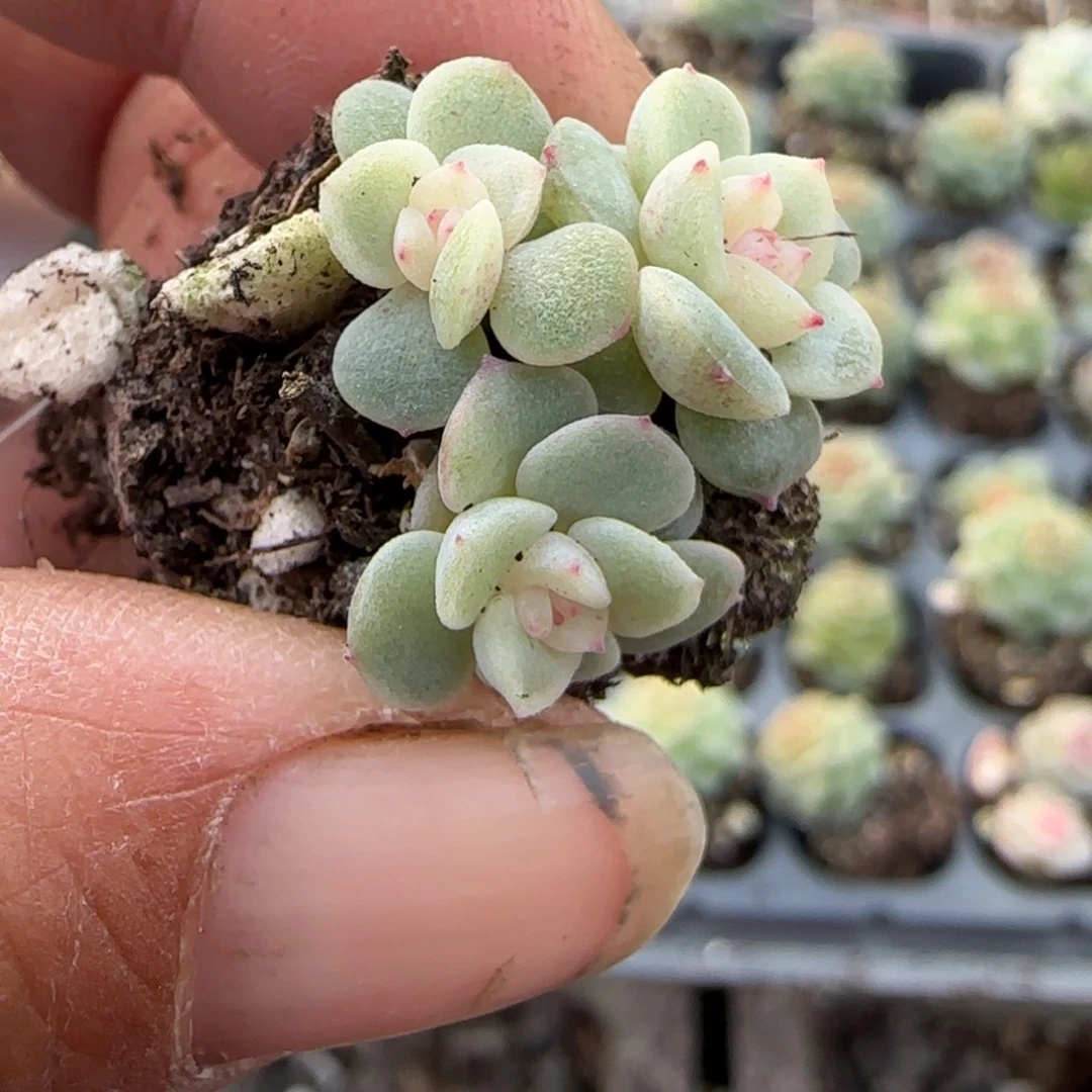 多肉小卡拉米糖心一物一拍