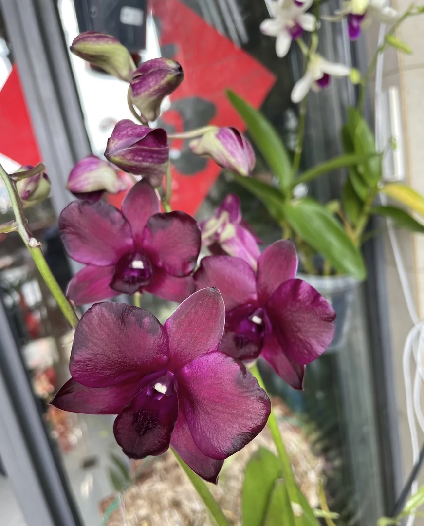 咖啡猫（无花苗）秋石斛高级蜡质大花好养花期长 云南鲜花绿植