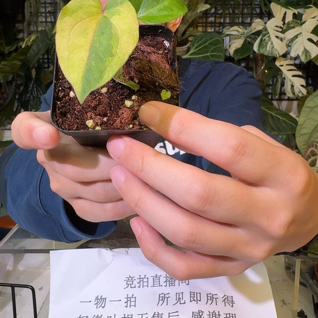 不开花植物C102桃鸡锦