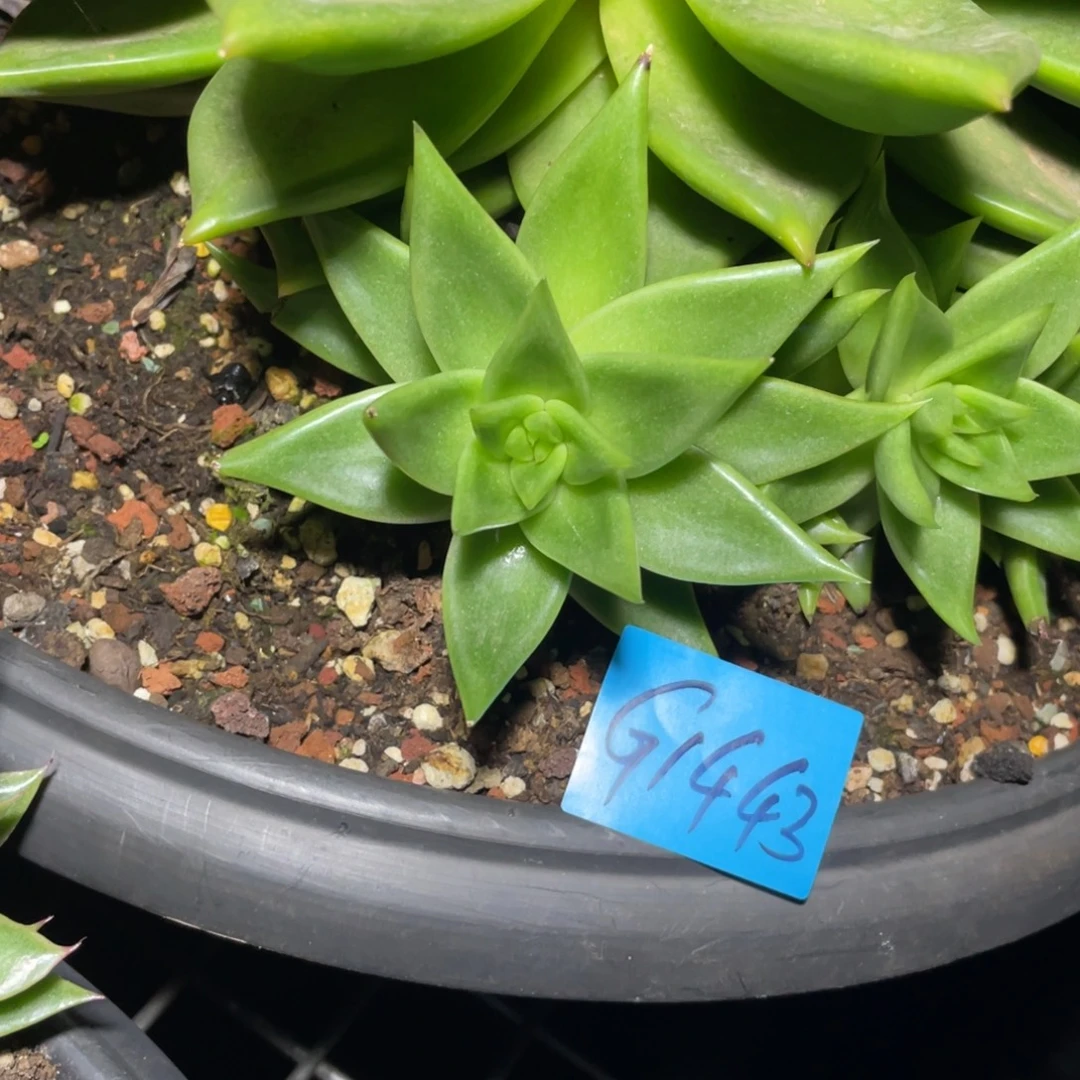 韩***赁多肉植物多肉植物1443