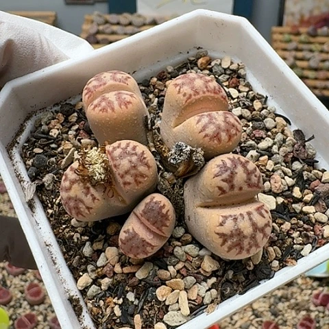 3434，丽虹群母本带盆土发货