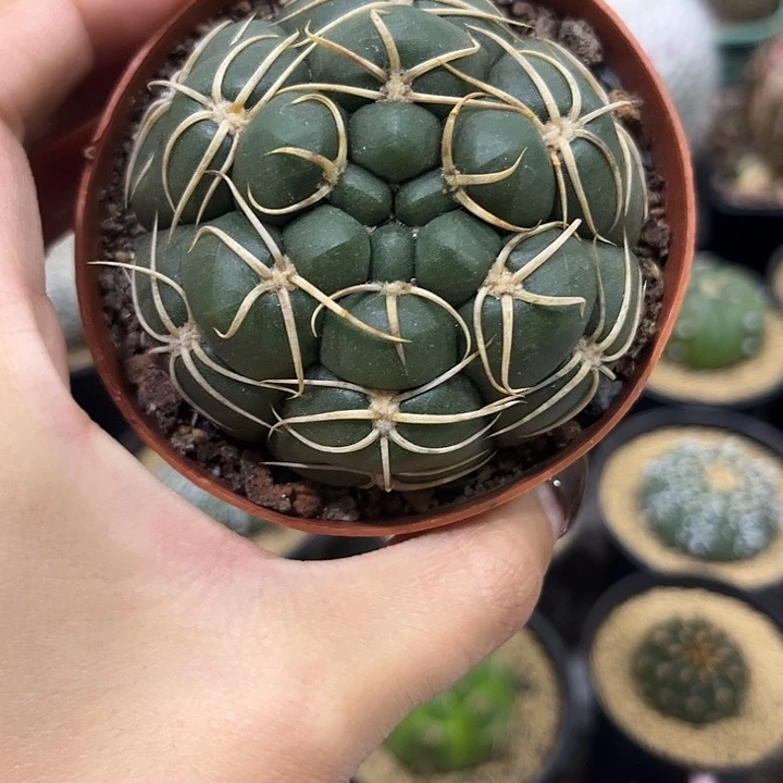 实生根趴刺海王仙人球