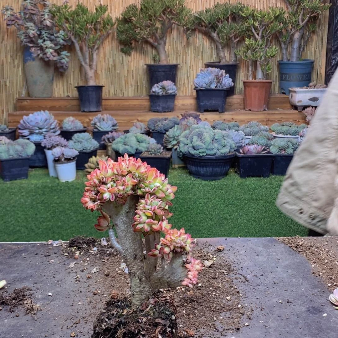 梵*F151号锦晃星缀