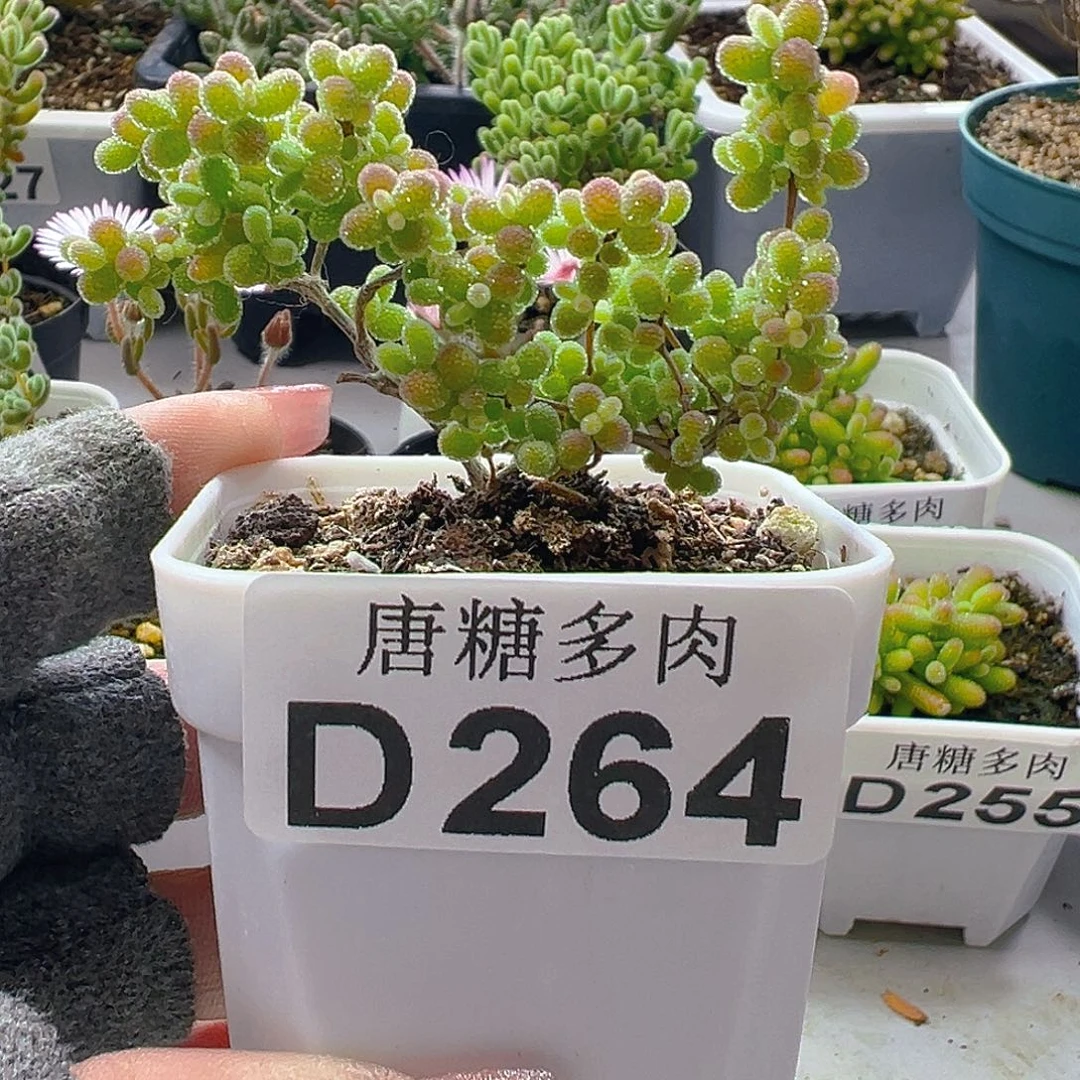 蜜橘264。