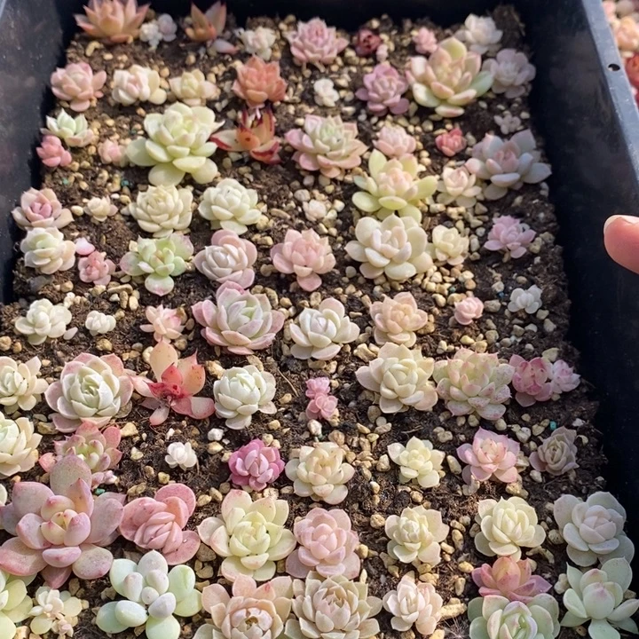 13 多肉植物盆栽花卉