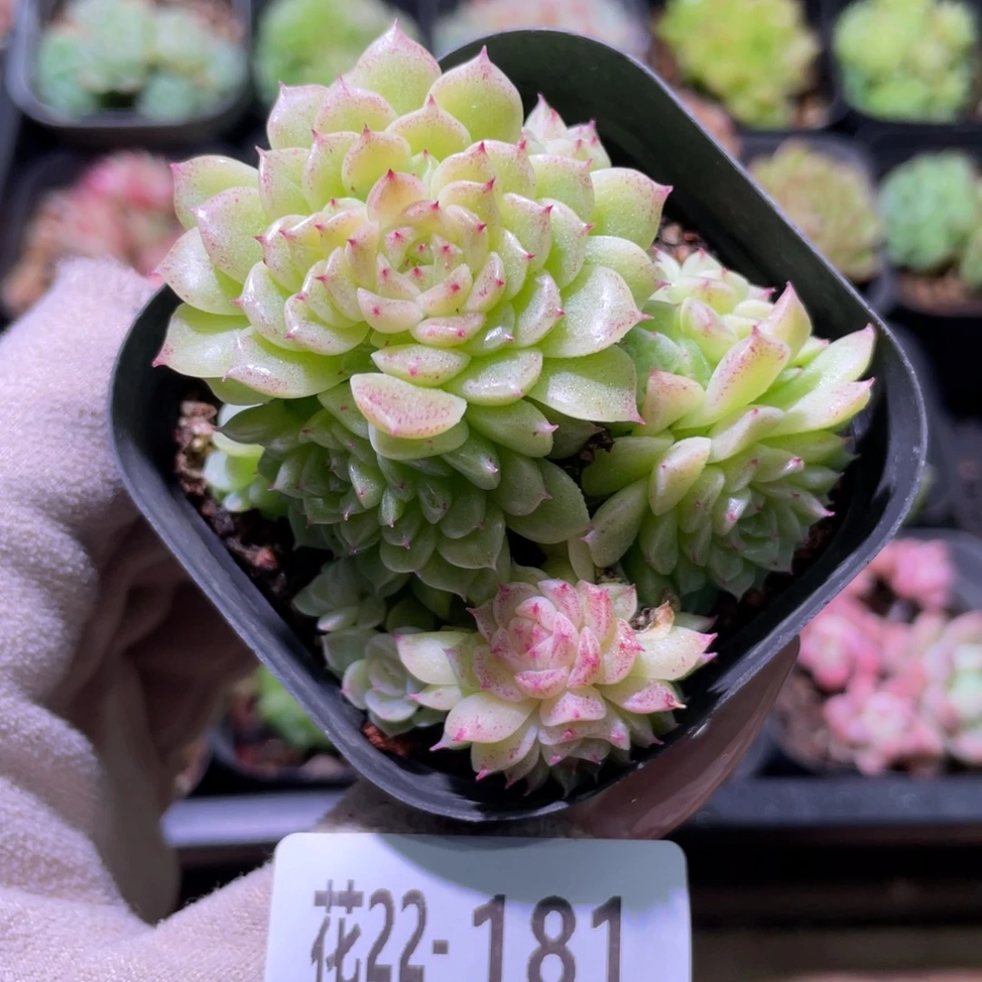 花利美22-181麦秆