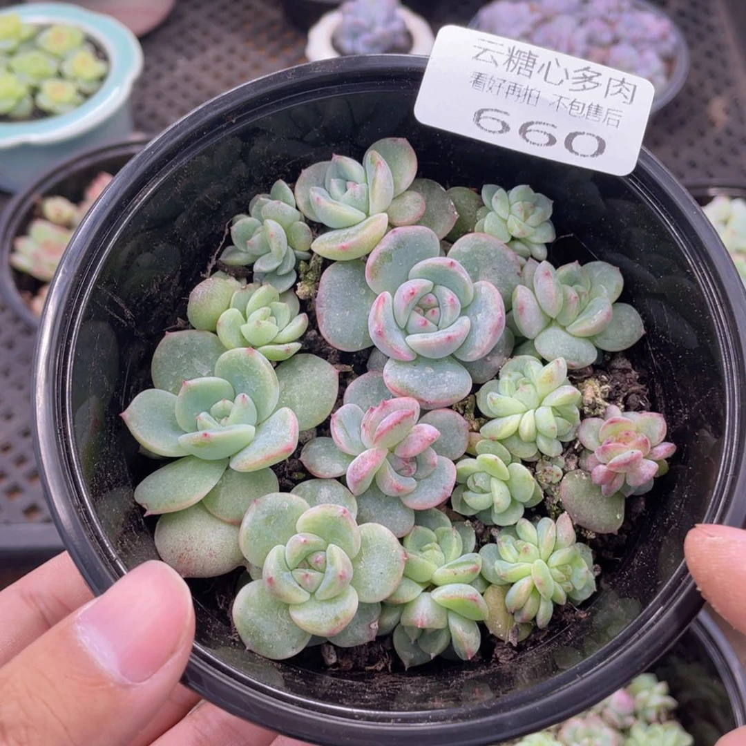 云糖心多肉植物660