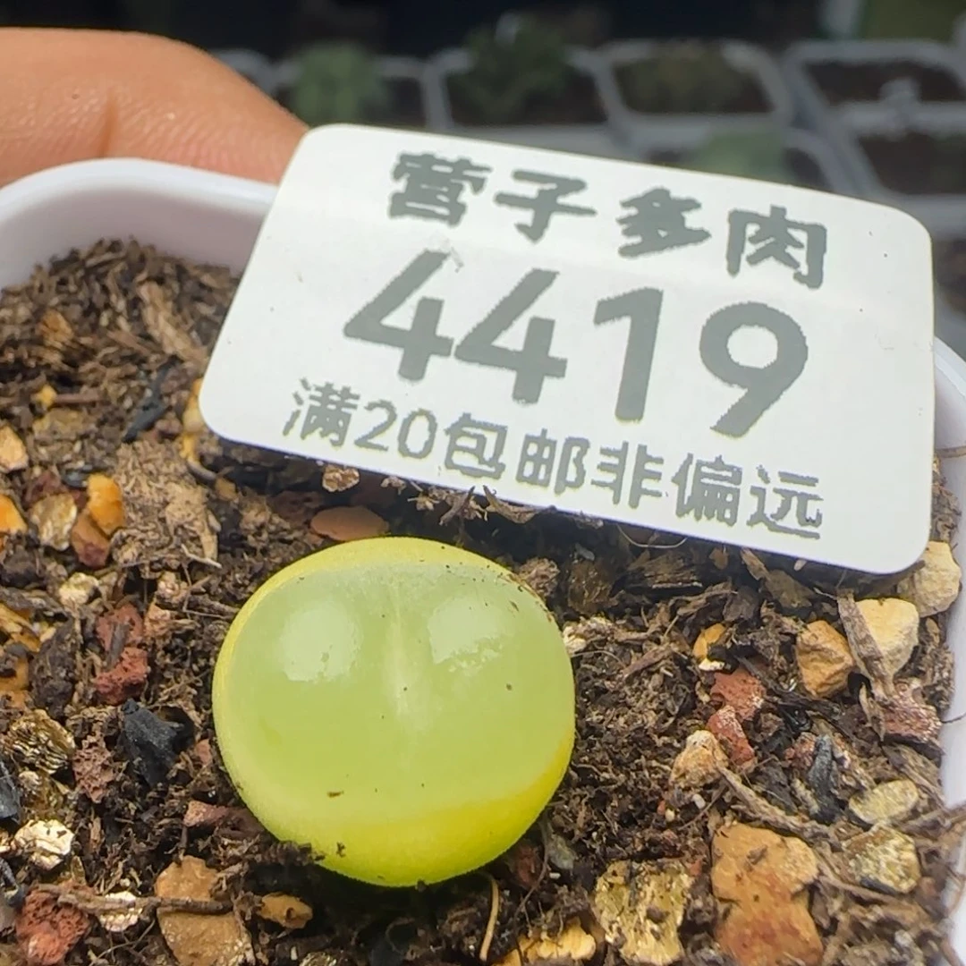 拉登1.3脱土1200。