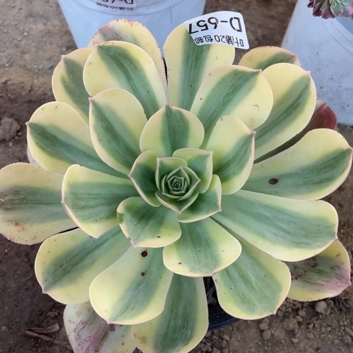 657香白多肉123445788