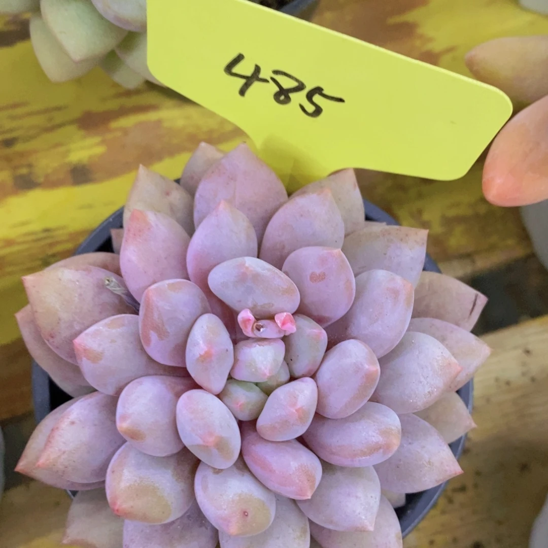 开心多肉，一物一拍，看准下单，