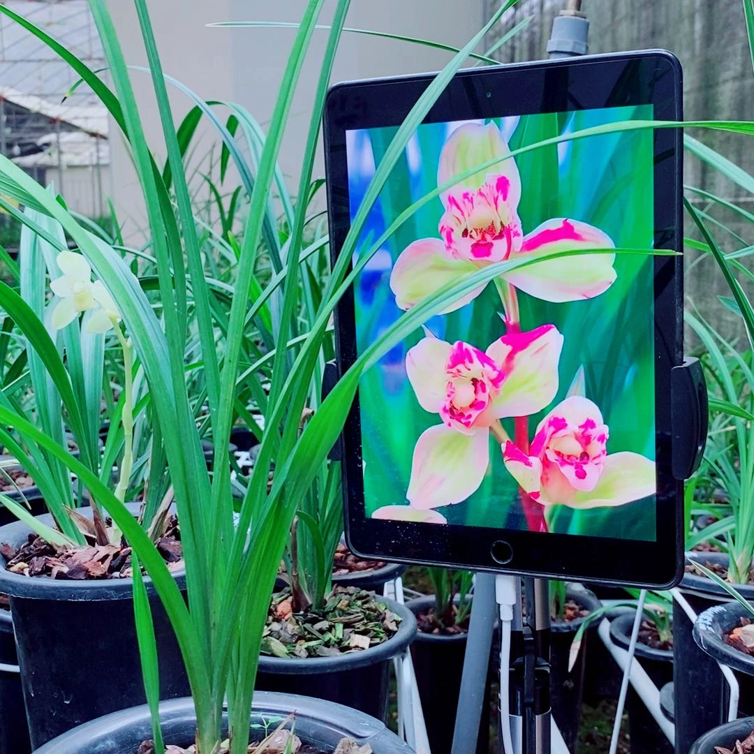 当前无花栽培后可以开花