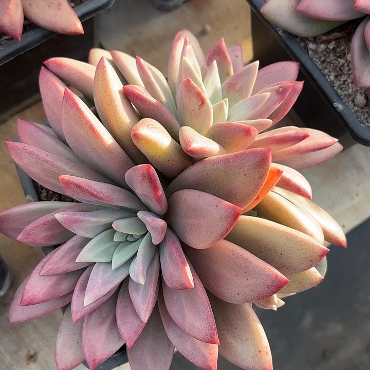 知音双头精品多肉